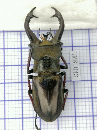 Lucanidae Tm81043 Lucanus Cheni 65mm W Tibet