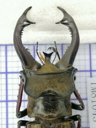 lucanidae TM81043 lucanus cheni 65mm W Tibet 2