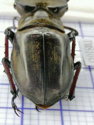 lucanidae TM81043 lucanus cheni 65mm W Tibet 3