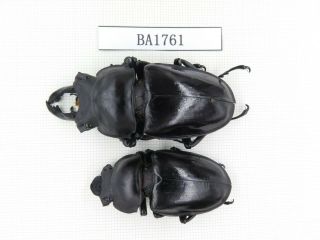 Beetle.  Neolucanus Sp.  China,  Guizhou,  Mt.  Miaoling.  1p.  Ba1761.