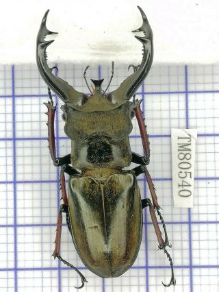 Lucanidae Tm80540 Lucanus Furcifer 60.  5mm E Tibet