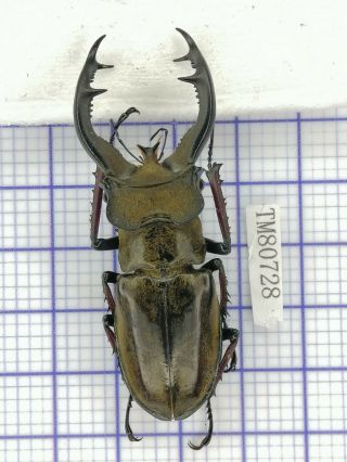 Lucanidae Tm80728 Lucanus Furcifer 61mm E Tibet