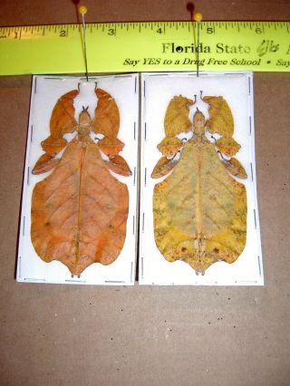 Leaf Insect Phyllium Bioculatum Different Color Forms Some Rare Adult Specimens