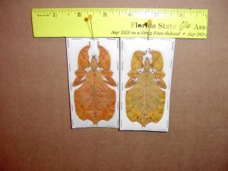 Leaf Insect Phyllium bioculatum Different Color Forms Some Rare Adult Specimens 2