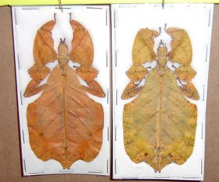 Leaf Insect Phyllium bioculatum Different Color Forms Some Rare Adult Specimens 3