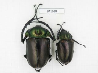 Beetle.  Cheirotonus Jansoni Ssp.  1pair.  Rare Offer.  Ba1648.