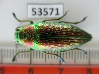 53571 Buprestidae,  Chrysochroa Sp?.  Vietnam S.  Rare