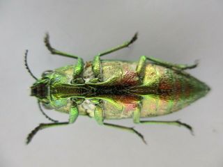 53571 Buprestidae,  Chrysochroa sp?.  Vietnam S.  Rare 2