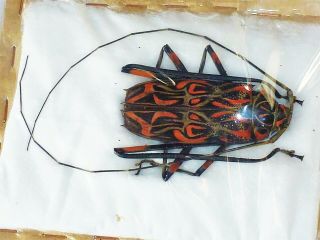 Acrocinus Longimanus Male Huge 61mm,  Red Cerambycidae French Guiana