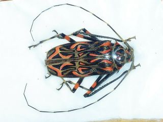 Acrocinus Longimanus Female Huge 57mm,  Red Cerambycidae French Guiana