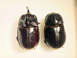 Trichogomphus Zangi (pair A2) - Sarawak - Dynastidae - Dynastinae