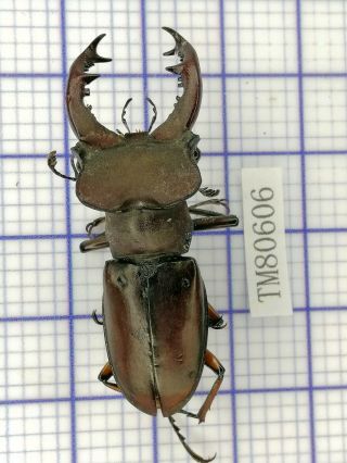 Lucanidae Tm80606 Lucanus Wuyishanensis 45.  5mm Fujian