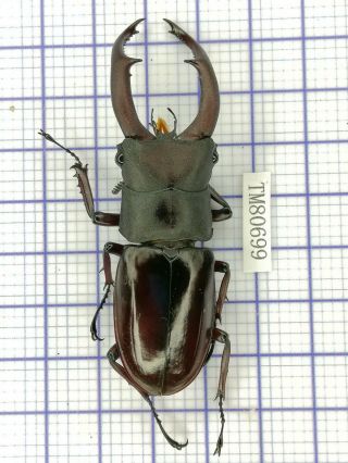 Lucanidae Tm80699 Hexarthrius Melchioritis Sp Rare 72mm W Yunnan