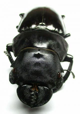 007 El : Lucanidae: Odontolabis Fratellus Male 63.  5mm Very Large