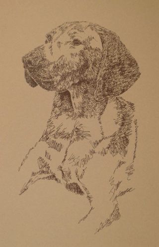 Vizsla Dog Art Print Lithograph 29 Stephen Kline Adds Your Dogs Name.  Gift