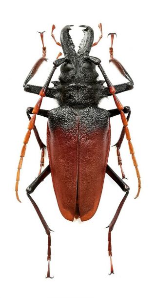 Insect,  Beetles,  Prioninae,  Psalidognathus Antonkozlovi,  76 Mm,  Peru