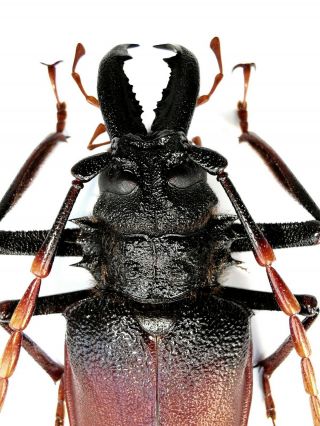 Insect,  Beetles,  Prioninae,  Psalidognathus antonkozlovi,  76 mm,  Peru 3