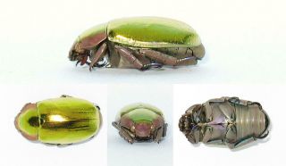 Chrysina Aurigans Gold Beetle