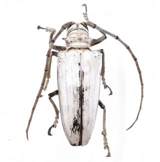 Rosenbergia Vetusta - Cerambycidae 51mm From Jayapura Province Papua,  Indonesia