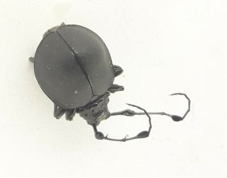 Coleoptera/cerambydae/cerambycinae Sp 39 From Peru