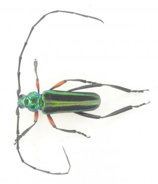 Coleoptera/cerambydae/cermabycinae Sp 38 From Peru