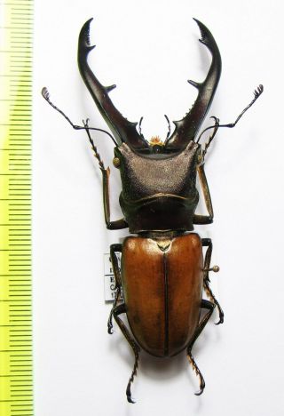Lucanidae,  Cyclommatus Montanellus,  Malaysia,  Borneo 69 Mm