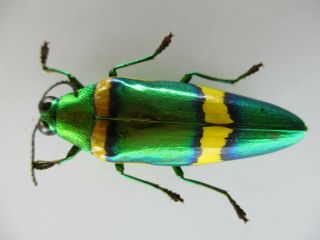 53316 Buprestidae,  Chrysochroa sp?.  Vietnam S 2