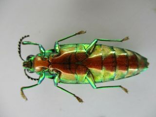53316 Buprestidae,  Chrysochroa sp?.  Vietnam S 3
