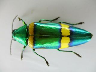 53312 Buprestidae,  Chrysochroa sp?.  Vietnam S 2