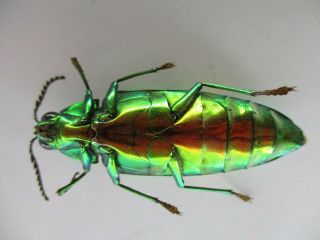53312 Buprestidae,  Chrysochroa sp?.  Vietnam S 3