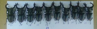 Coleoptera Lucanidae Lucanus Cervus Male / A1 / 10 Piece / 65 - 69 Mm / Ukraina
