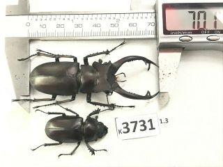 K3731 Unmounted Beetle Lucanus Dongi Vietnam Central