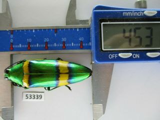 53339 Buprestidae,  Chrysochroa Sp?.  Vietnam S