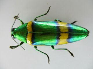 53339 Buprestidae,  Chrysochroa sp?.  Vietnam S 2