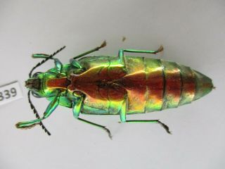 53339 Buprestidae,  Chrysochroa sp?.  Vietnam S 3