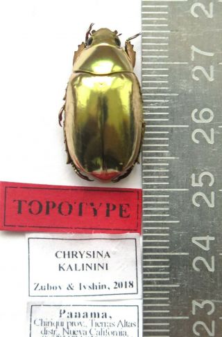 Rutelidae.  Chrysina Kalinini Sp.  Topotype.  Gold Nugget.  Species.  Panama.  1