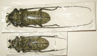 Pseudomeges marmoratus pair with male 89mm female 83mm (Cerambycidae) 2