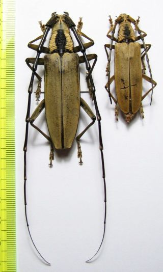 Cerambycidae,  Massicus Regius (miroshnikov,  2019),  Pair,  Malaysia,  Pahang 72 Mm