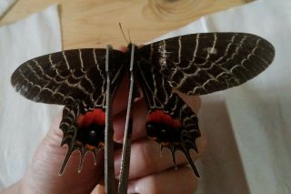 Unmounted Butterfly:bhutanitis.  Lidderdalii Spinosa A2