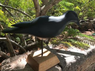 Crow Hunting Decoy 2 Position Bird - Stan Vath Olivenhain CA 3
