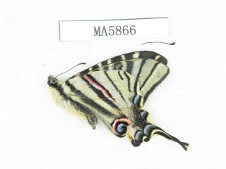 Butterfly.  Iphiclides Podalirinus.  China,  W Sichuan,  Batang.  1m.  Ma5866.
