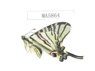 Butterfly.  Iphiclides Podalirinus.  China,  W Sichuan,  Batang.  1m.  Ma5864.