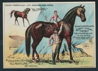 Scarce 1882 Circus Trade Card - Adam Forepaugh Giant Horse " Nebo "