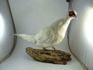 Vtg Albino Pheasant Bird Mount Hunting Authentic 17 " Tall Driftwood Taxidermy