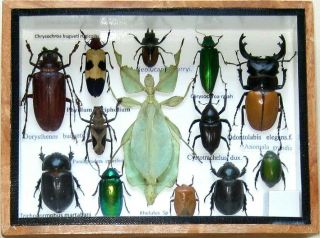 Real Beetle Rare Insect Display Phyllium Bug Taxidermy Collectible