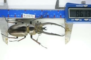 B19375 – – Lucanus,  Lucanide Ps.  ?? Beetles – Insects Ha Giang Vietnam 86mm