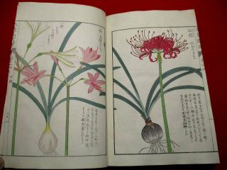 1 - 15 Japanese Honzo4 Plant Botanical Woodblock Print Book