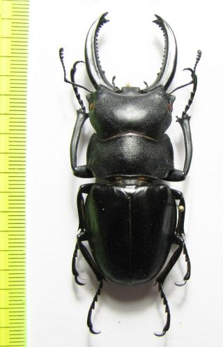 Lucanidae,  Odontolabis Leuthneri,  Malaysia,  Borneo 70 Mm