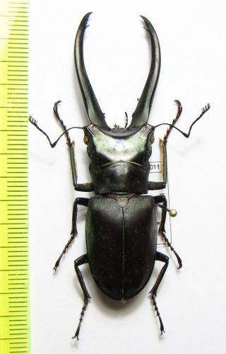 Lucanidae,  Cyclommatus Imperator Monguilloni,  Indonesia,  Papua 64 Mm