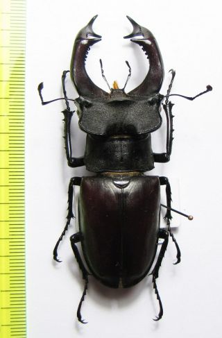 Lucanidae,  Lucanus Cervus,  Ukraina 79 - 80 Mm